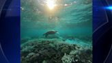 ‘Like wildfires underwater’: Worst summer on record for Great Barrier Reef as coral die-off sweeps planet - WSVN 7News | Miami News, Weather, Sports | Fort Lauderdale