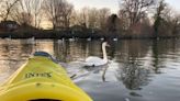 Women rowers accused of accidentally killing cygnet as police investigate