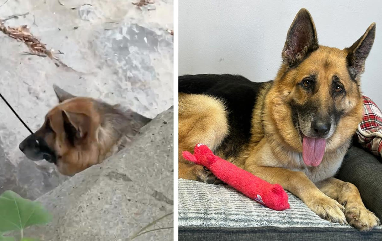 Who zip-tied and abandoned a cancer-stricken dog in Malibu? $25,000 reward offered for info