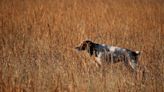 Boom or bust: Will the quail population ever rebound in Oklahoma?