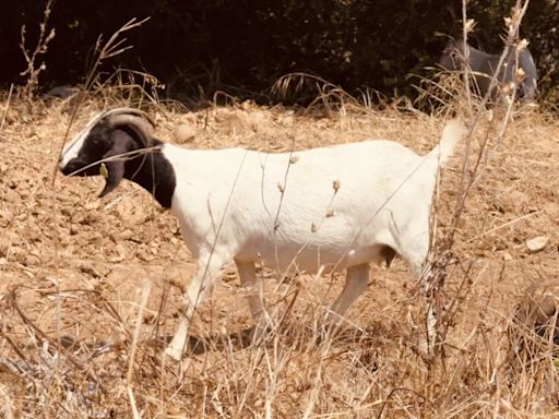 Goats grazing in high fire zones to protect residents in Santa Barbara County