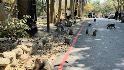 農業局長稱獼猴「脫序、行為不當」 高雄市議員簡煥宗質詢笑場