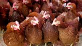Oklahoma lawmakers shield poultry farms from some lawsuits in final-day vote