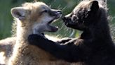 San Juan Island foxes and their playful pups attract tourists