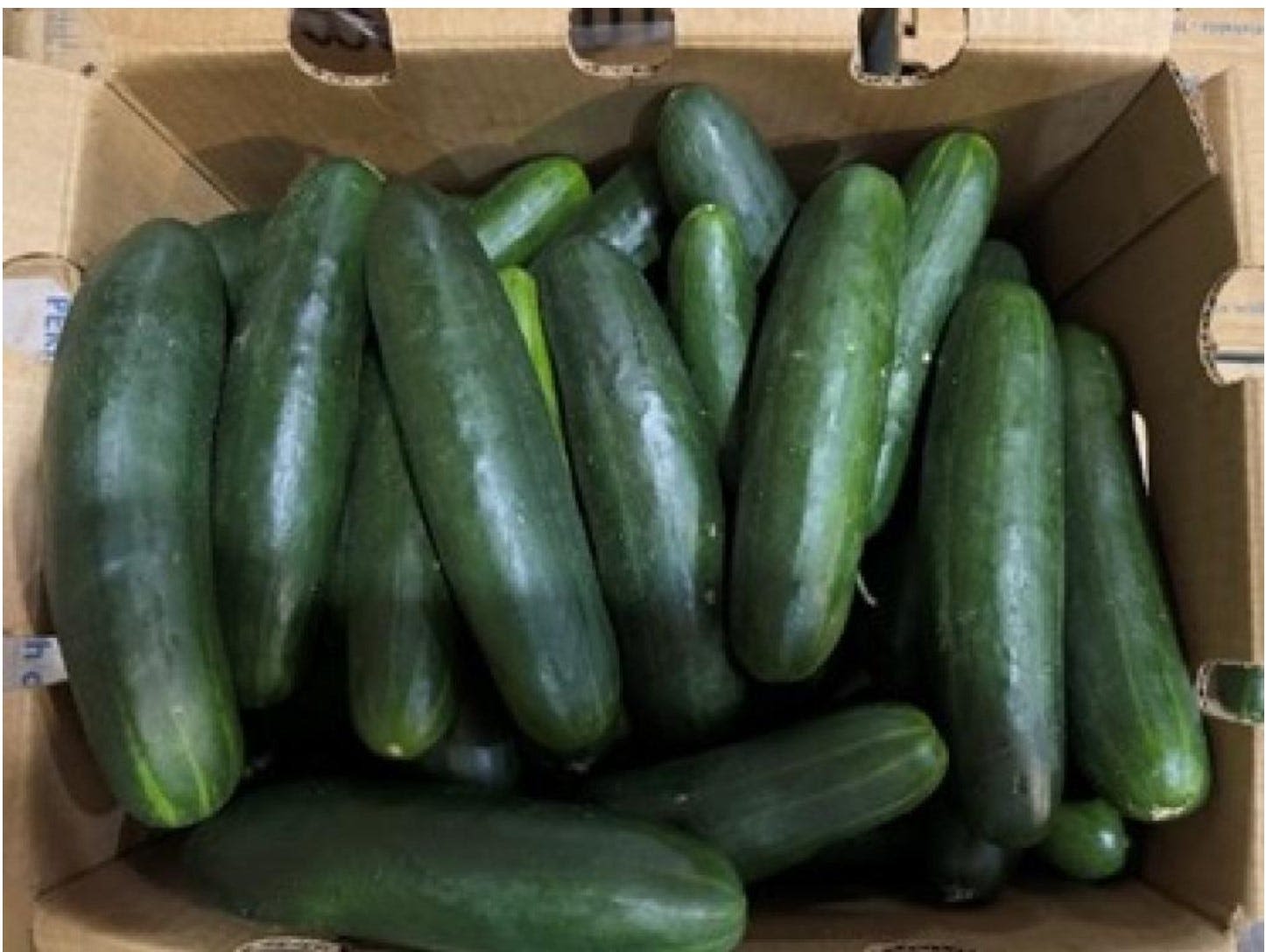 Cucumbers from Boynton-area farm linked to salmonella outbreak in 31 states