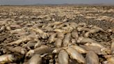 Miles de peces muertos se amontonan en una laguna seca en Chihuahua, México, afectada por la sequía