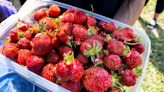 ‘Strawberry Fields Forever’ season kicks off early in West Michigan