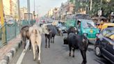 'Stray' Cows In Rajasthan Will Now Be Referred As 'Nirashrit' (Destitute): Minister
