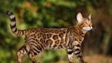 70 Bengal Cats Rescued from UK Home Exposes ‘Backyard Breeding’ Crisis