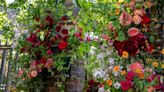 When is Chelsea Flower Show 2025 and how to get tickets?