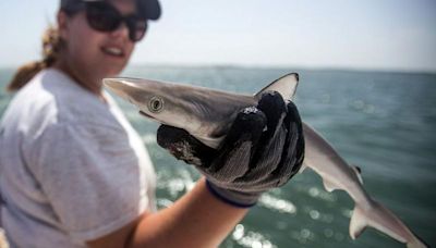 Por qué unos tiburones en la costa de Brasil dieron positivo a cocaína