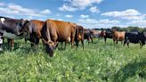 Advice on summer forage and rotational grazing benefits - Farmers Weekly