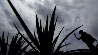 Especialistas mexicanos dicen que baja del precio del agave podría agudizarse