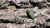 Invasive beetle species found in western Centennial