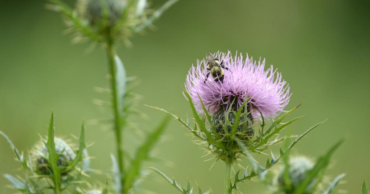 It’s OK to mow in May — the best way to help pollinators is by adding native plants