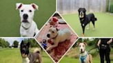 Eight dogs looking for their forever homes at Darlington Dogs Trust this week