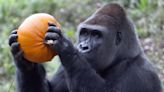 Britain's oldest silverback gorilla who became children's TV star dies