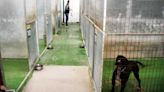 El PSOE denuncia que el Ayuntamiento de El Puerto ha dejado de recoger perros por saturación del Cemuproan