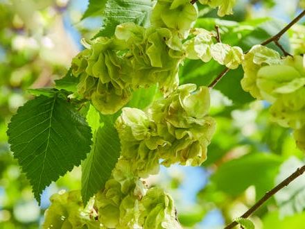 Disease has killed most of the UK’s elm trees since the 1960s – but there are signs they may be making a comeback