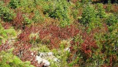 Human skull found in Gifford Pinchot National Forest