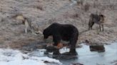 Nearly 500 Bears To be Killed In Romania After Parliament Approves Culling