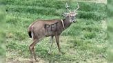 Missouri deer painted with ‘pet’ sign causes concern