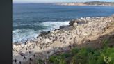 Hordes of pelicans take over a California beach. ‘You couldn’t even see the sand’