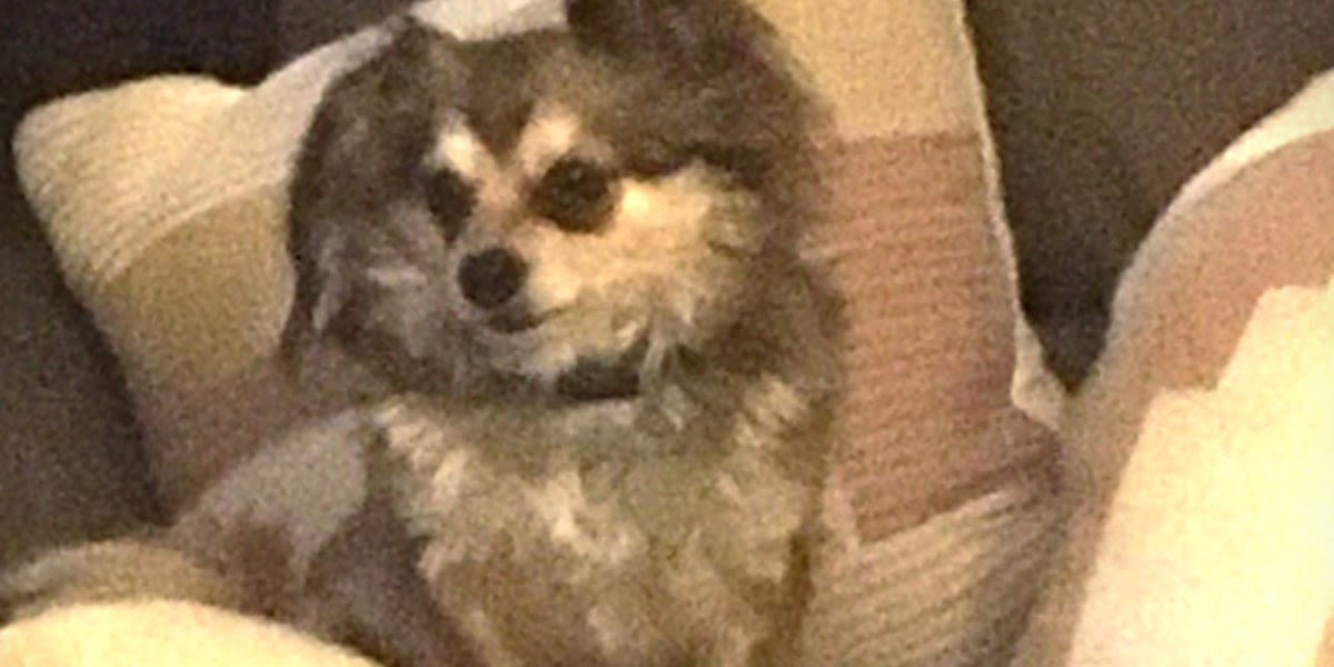 Where is Murphy? Dog goes missing from Las Vegas boarding facility during family’s vacation