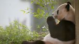 Final chance to see pandas at Edinburgh Zoo ahead of their return to China