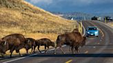 83-Year-Old Gored by Bison at Yellowstone National Park