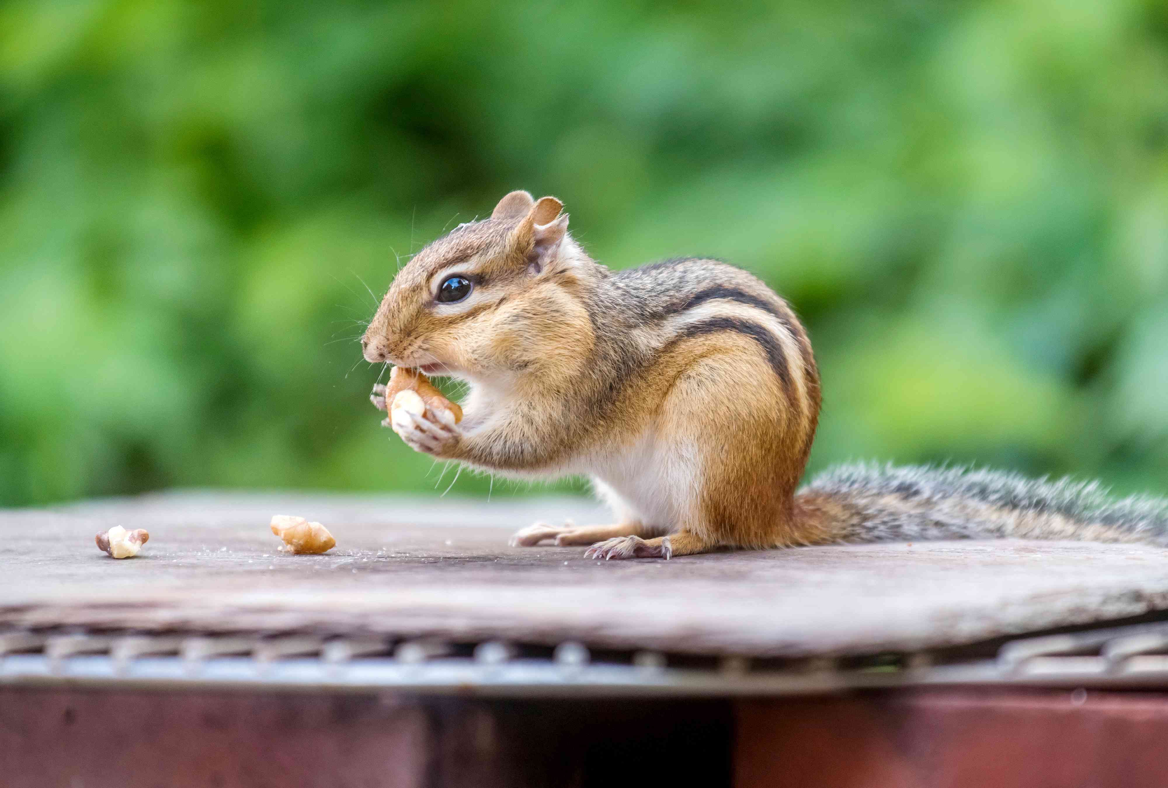 How to Get Rid of Chipmunks in Your Yard
