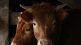 A Drug for Cows Could Curb Methane Emissions from Meat and Dairy