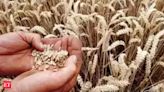 FCI wheat procurement hits 26.6 mn tn, surpassing last year's purchase - The Economic Times