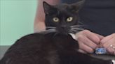 Whisker Wednesday: Meet Ebony, a black and white cat up for adoption