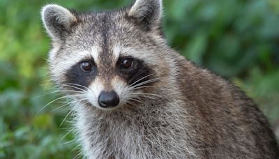 Video showing Michigan man save raccoon choking on cheese goes viral