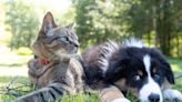 Dueños de mascotas se consideran padres de sus perros y gatos, según estudio