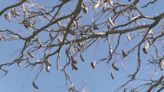 These trees in Denver’s park system can be toxic to pets