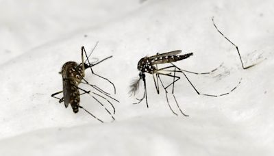 Paris Olympics: concern over Dengue fever as cases soar