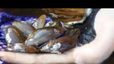 Feds Look to Add Rare Salamander Mussel to Endangered Species List