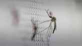 Puerto Rico Declares Health Emergency Over Dengue