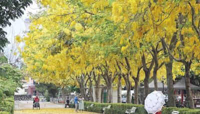 屏東榮家阿勃勒黃金雨美翻 首辦攝影比賽為美景留念