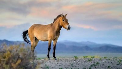 Genome Of The Last Living Wild Horse Species Has Now Been Mapped