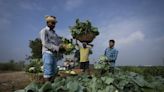 Farmers in India are hit hard by extreme weather. Some say expanding natural farming is the answer