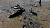 Mass stranding of dolphins on Cape Cod coastline largest in US history
