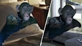 The "Oh No" Monkey Meme Helps Us Express Our Worst Moments
