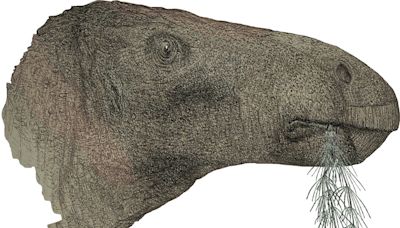 Massive 125-Million-Year-Old Herbivorous Dinosaur's Fossil Found In England