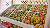 Merritt Island mango groves draw customers from all over Central Florida