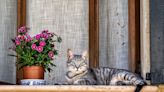 Keeping Your Cat Indoors vs. Letting Them Outside