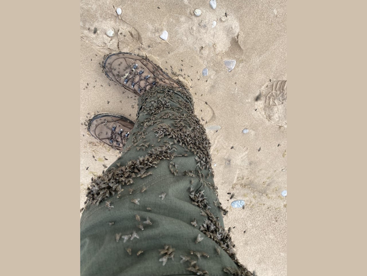 How to limit painful bites from flies swarming at Pictured Rocks, Sleeping Bear Dunes