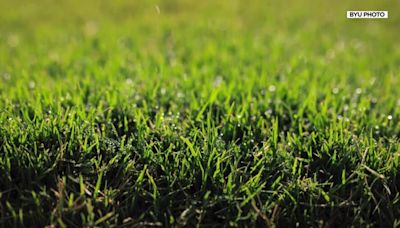 Utahns can now install a grass that will survive 6 weeks without water